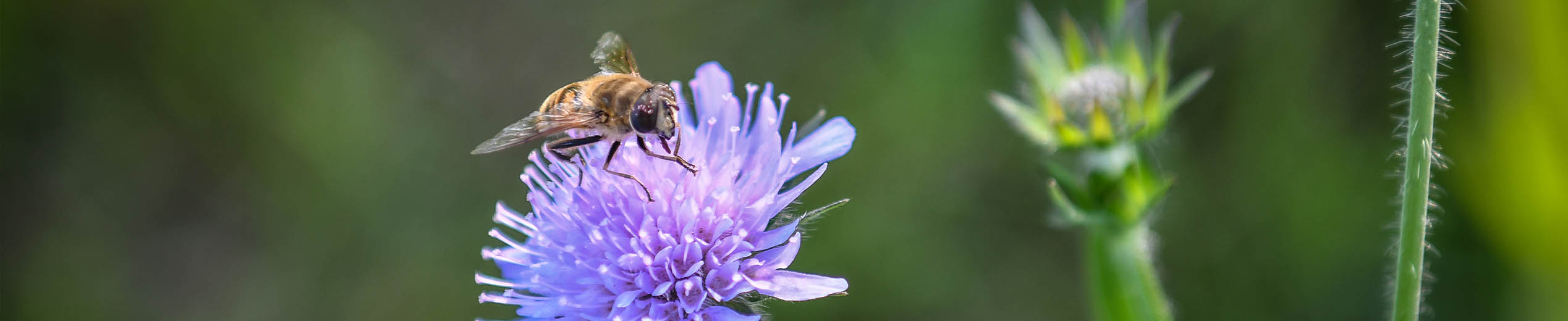 /bestanden/afbeeldingen/Natuur/Bij op bloem.jpg